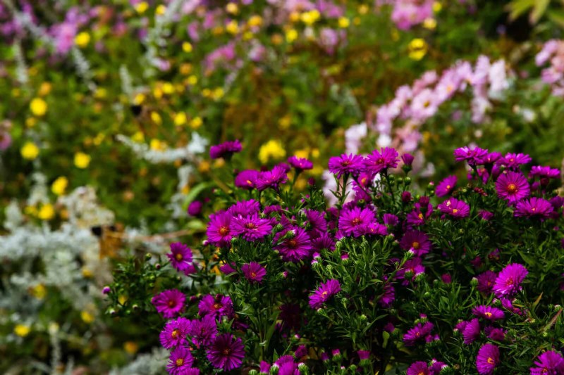 Extended Bloom: 13 Flowers for Late Summer & Early Fall Gardens