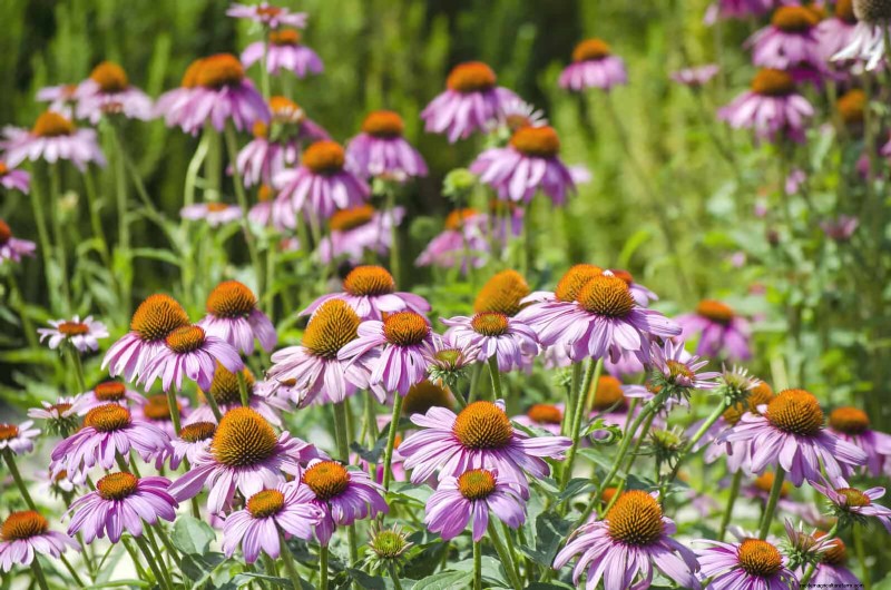 Extended Bloom: 13 Flowers for Late Summer & Early Fall Gardens