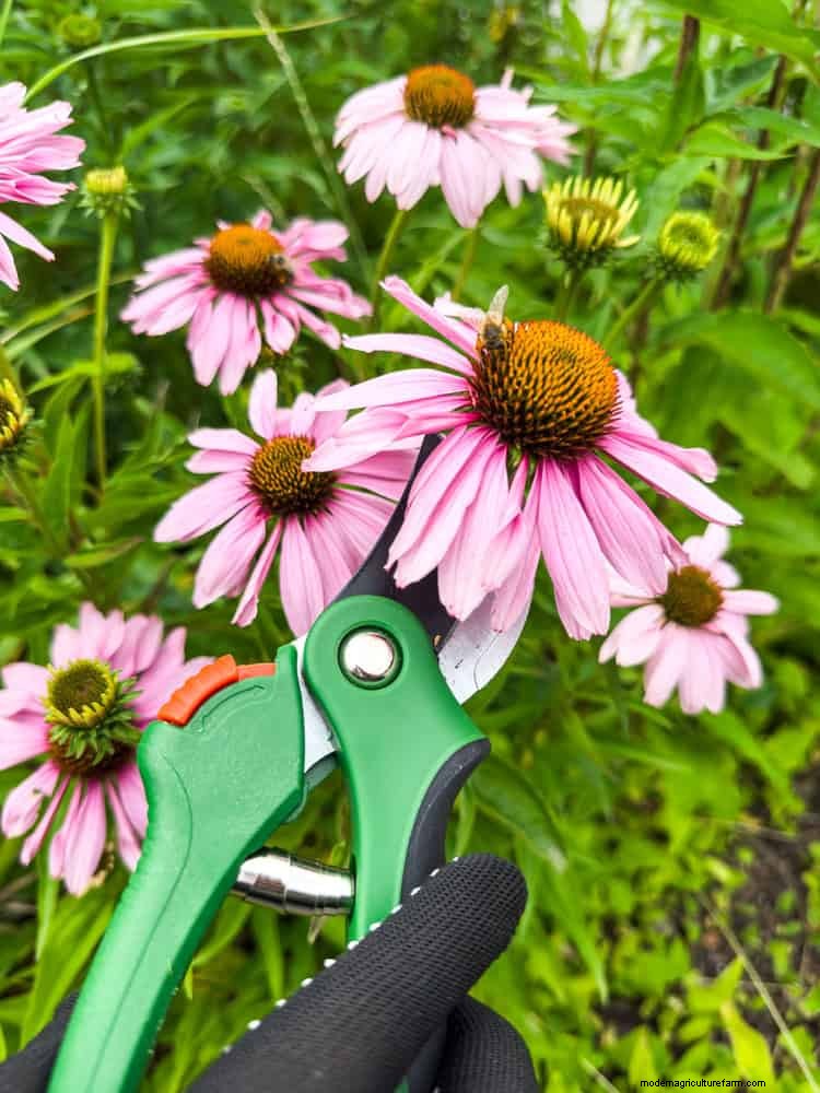 Extended Bloom: 13 Flowers for Late Summer & Early Fall Gardens