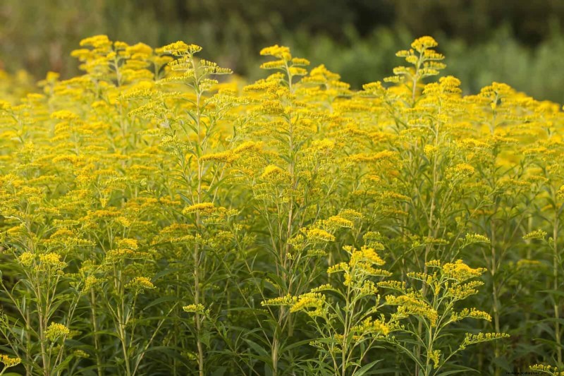 Extended Bloom: 13 Flowers for Late Summer & Early Fall Gardens