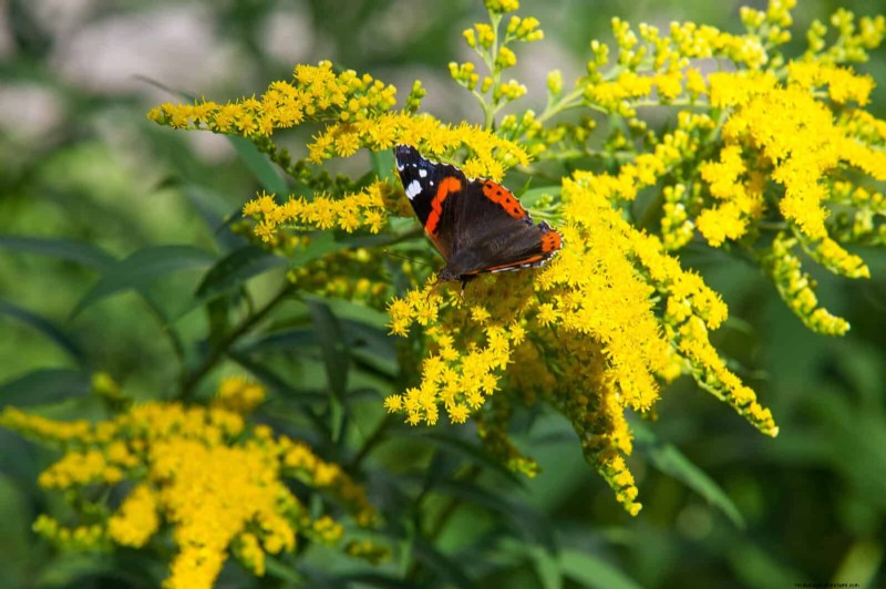 Extended Bloom: 13 Flowers for Late Summer & Early Fall Gardens