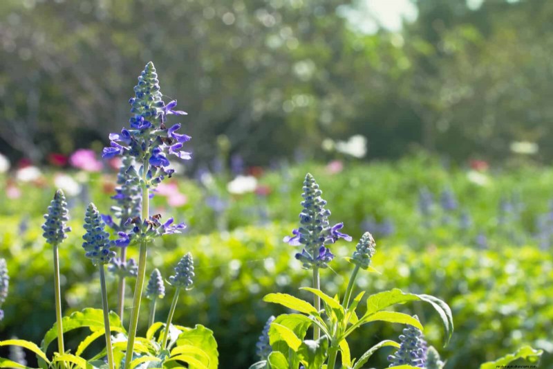 Extended Bloom: 13 Flowers for Late Summer & Early Fall Gardens