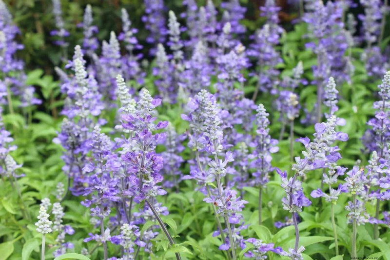 Extended Bloom: 13 Flowers for Late Summer & Early Fall Gardens