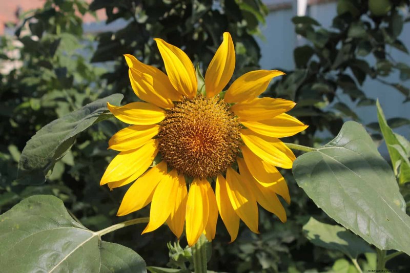 Extended Bloom: 13 Flowers for Late Summer & Early Fall Gardens