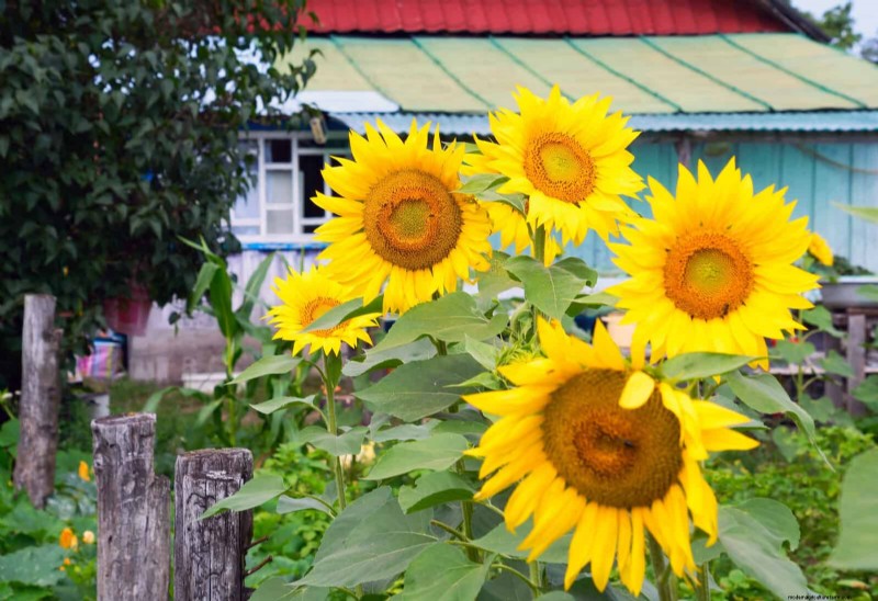 Extended Bloom: 13 Flowers for Late Summer & Early Fall Gardens