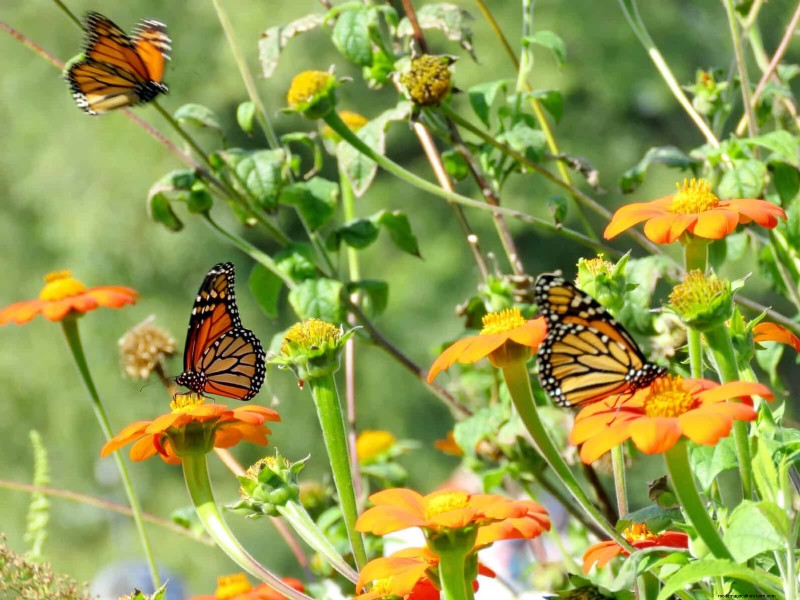 Extended Bloom: 13 Flowers for Late Summer & Early Fall Gardens