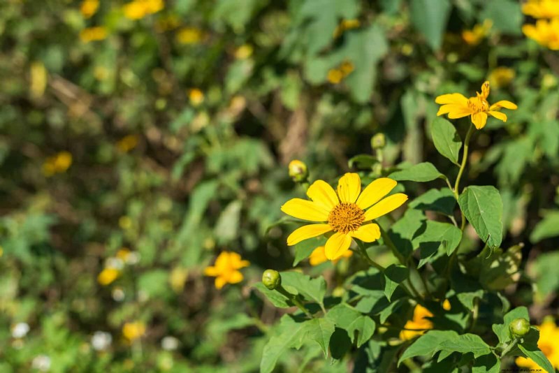 Extended Bloom: 13 Flowers for Late Summer & Early Fall Gardens