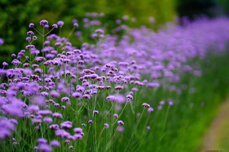 Extended Bloom: 13 Flowers for Late Summer & Early Fall Gardens