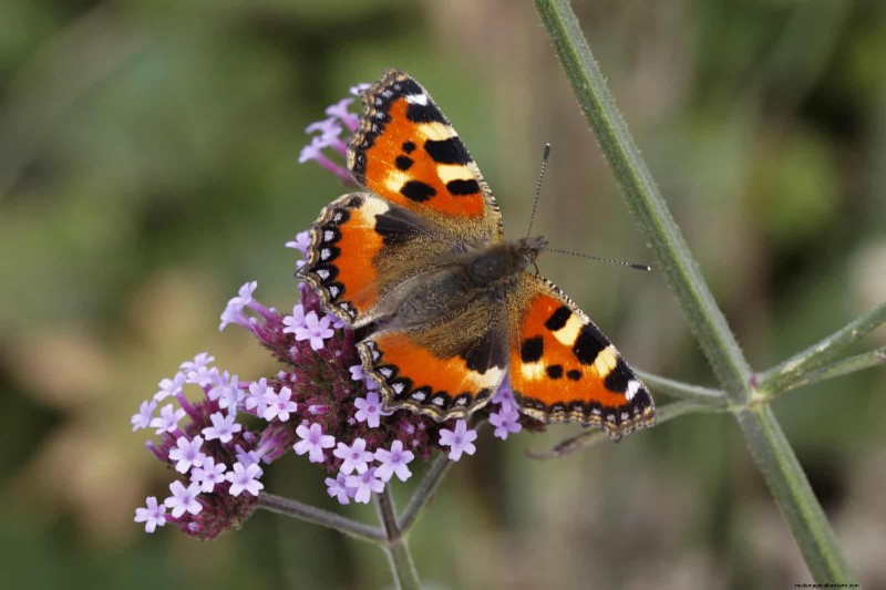 Extended Bloom: 13 Flowers for Late Summer & Early Fall Gardens