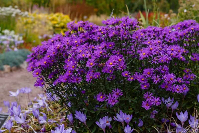 Extended Bloom: 13 Flowers for Late Summer & Early Fall Gardens