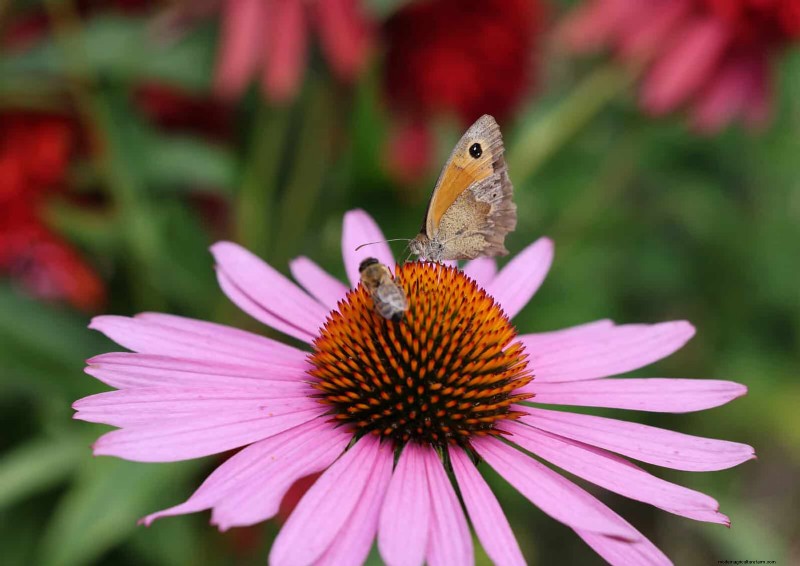 Echinacea: 15 Tips for Pollinator Attraction & Vibrant Garden Color