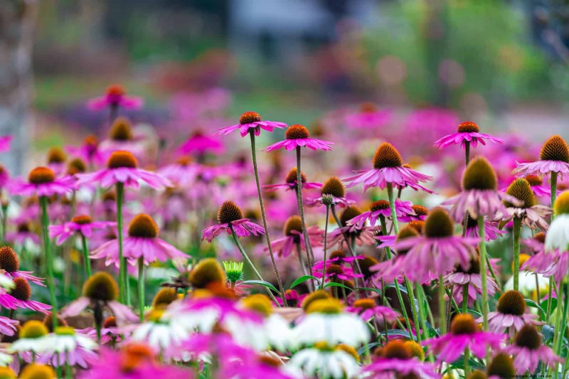 Echinacea: 15 Tips for Pollinator Attraction & Vibrant Garden Color