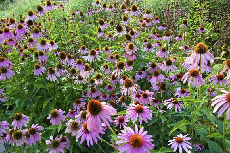Echinacea: 15 Tips for Pollinator Attraction & Vibrant Garden Color