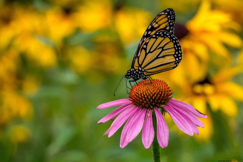 Echinacea: 15 Tips for Pollinator Attraction & Vibrant Garden Color