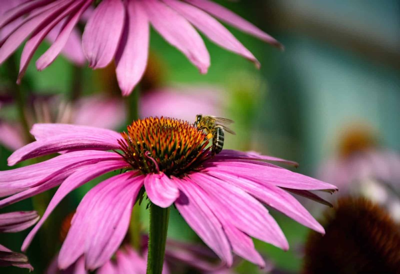 Echinacea: 15 Tips for Pollinator Attraction & Vibrant Garden Color