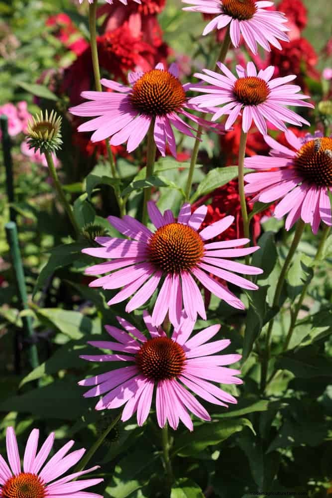 Echinacea: 15 Tips for Pollinator Attraction & Vibrant Garden Color