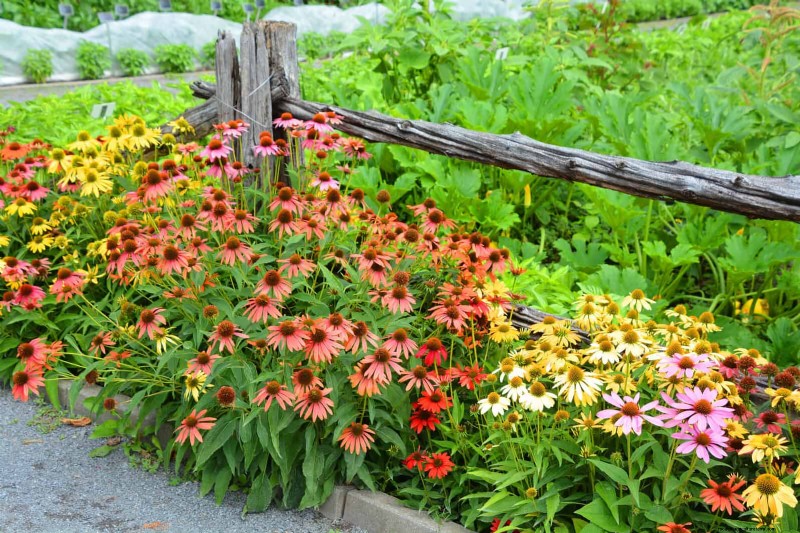 Echinacea: 15 Tips for Pollinator Attraction & Vibrant Garden Color