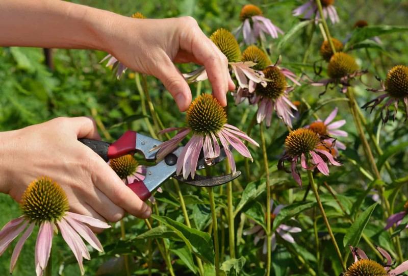 Echinacea: 15 Tips for Pollinator Attraction & Vibrant Garden Color