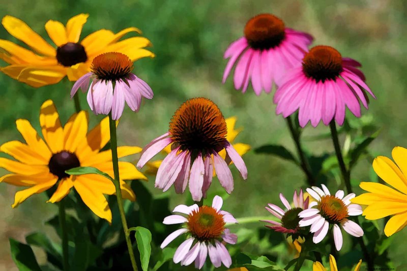 Echinacea: 15 Tips for Pollinator Attraction & Vibrant Garden Color