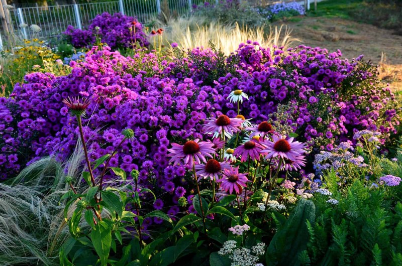 Echinacea: 15 Tips for Pollinator Attraction & Vibrant Garden Color