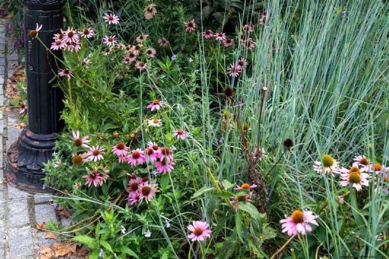 Echinacea: 15 Tips for Pollinator Attraction & Vibrant Garden Color