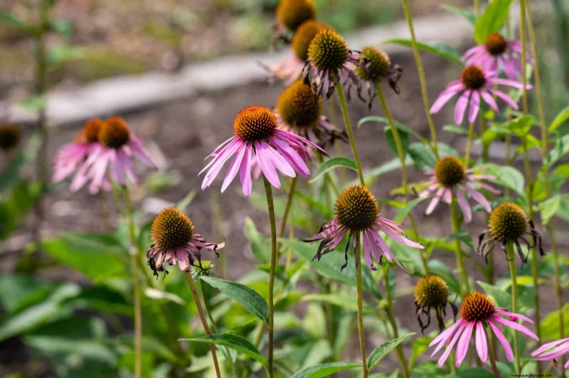 Echinacea: 15 Tips for Pollinator Attraction & Vibrant Garden Color