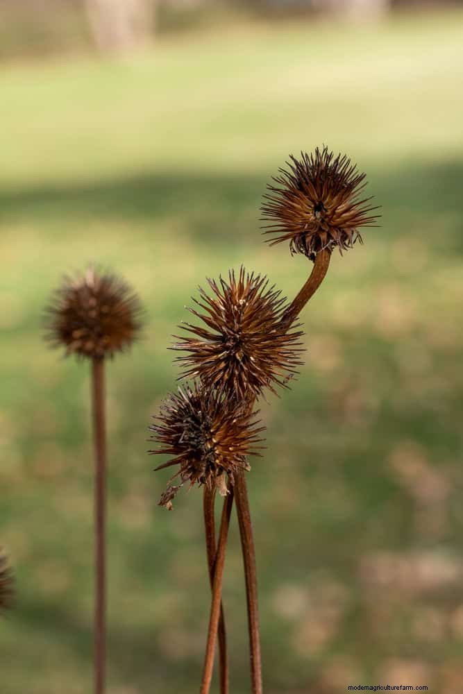 Echinacea: 15 Tips for Pollinator Attraction & Vibrant Garden Color