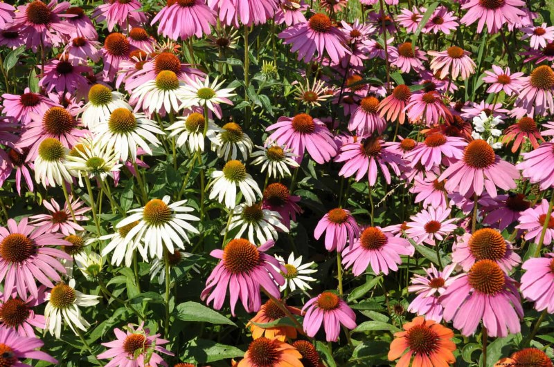 Echinacea: 15 Tips for Pollinator Attraction & Vibrant Garden Color