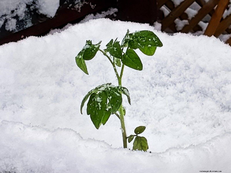Midwest Gardening Challenges & Solutions: A Gardener s Guide