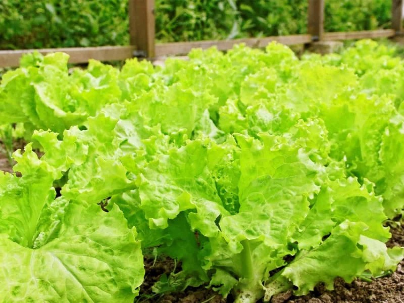 Midwest Gardening Challenges & Solutions: A Gardener s Guide