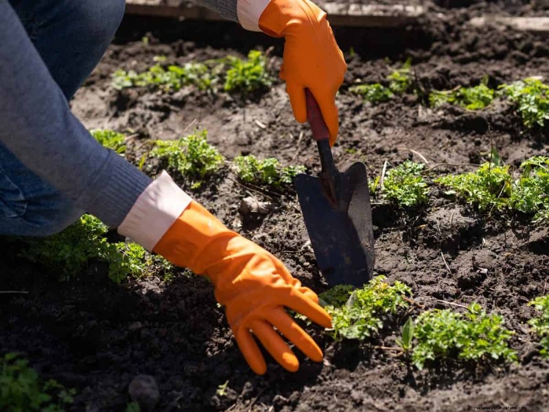 Midwest Gardening Challenges & Solutions: A Gardener s Guide