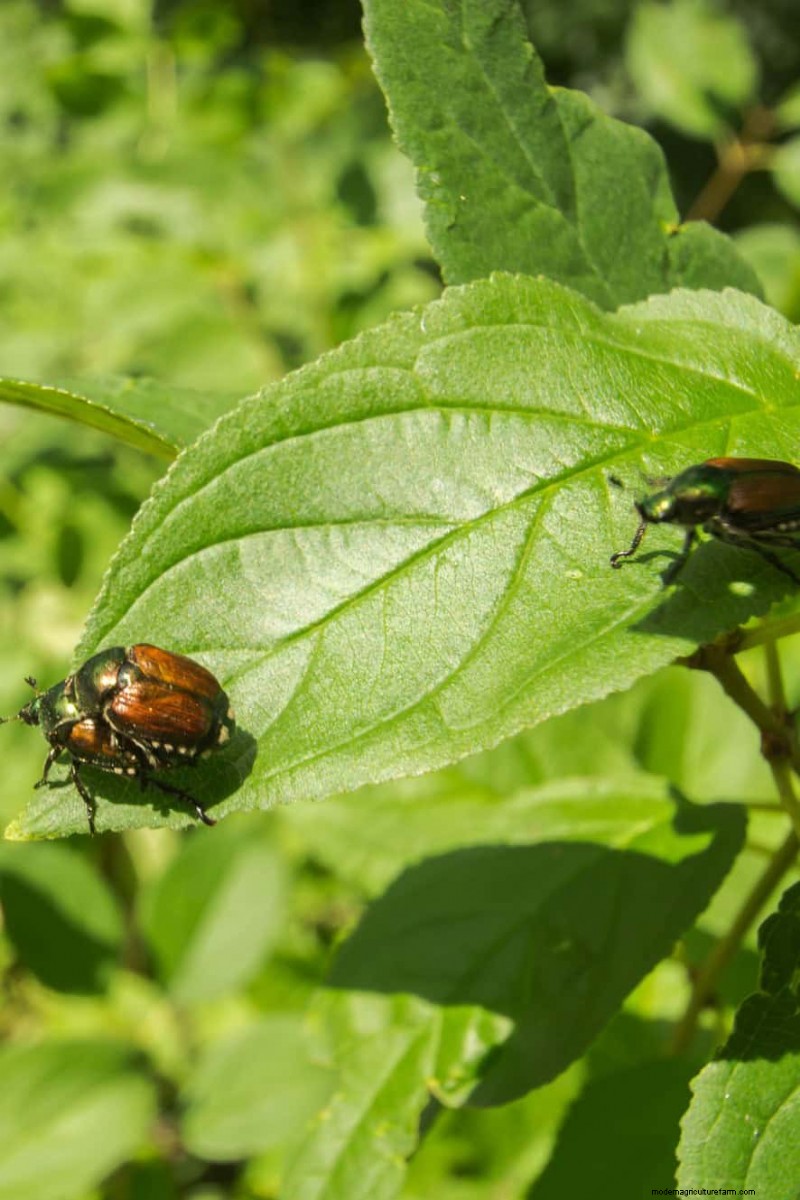 Midwest Gardening Challenges & Solutions: A Gardener s Guide