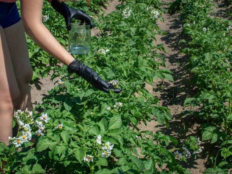 Midwest Gardening Challenges & Solutions: A Gardener s Guide