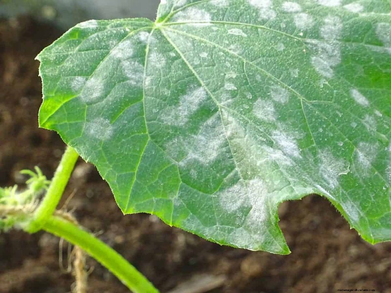 Midwest Gardening Challenges & Solutions: A Gardener s Guide
