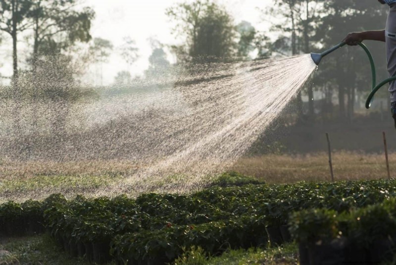 Midwest Gardening Challenges & Solutions: A Gardener s Guide