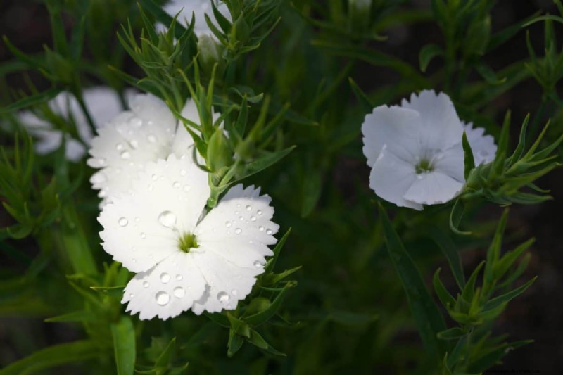 Midwest Gardening Challenges & Solutions: A Gardener s Guide