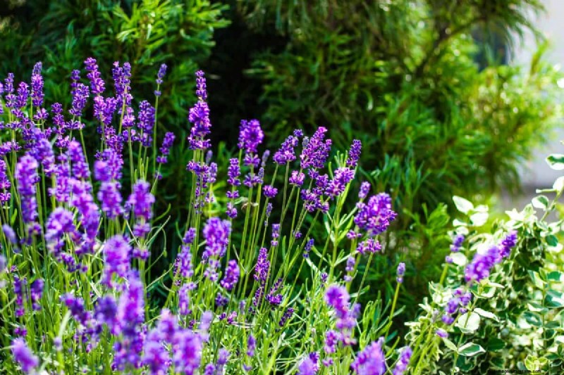 Midwest Gardening Challenges & Solutions: A Gardener s Guide