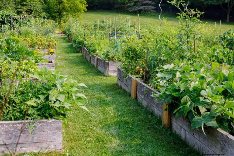 Midwest Gardening Challenges & Solutions: A Gardener s Guide