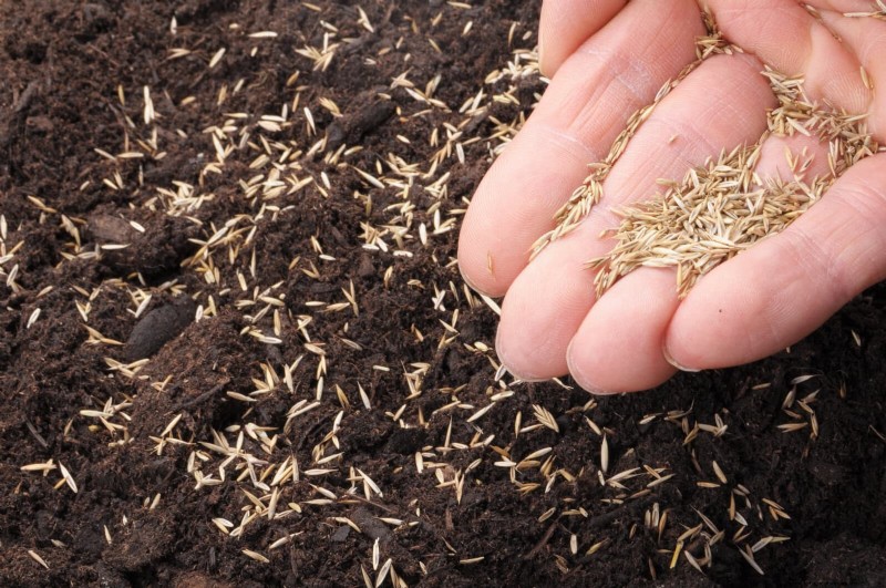 Summer Lawn Seeding: A Guide to Success