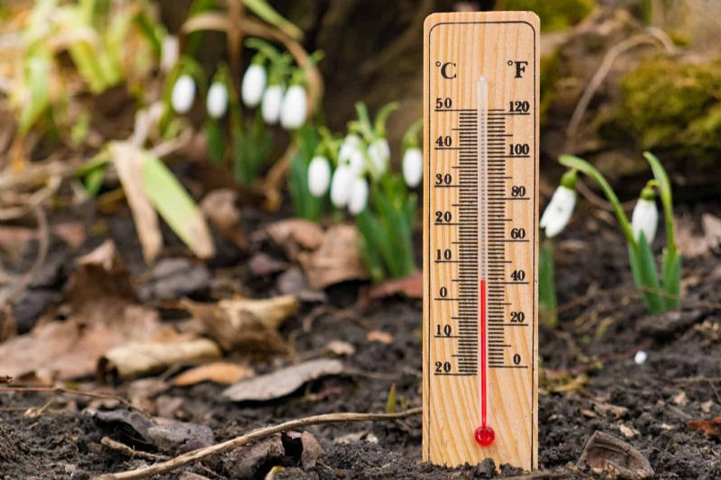 Summer Lawn Seeding: A Guide to Success