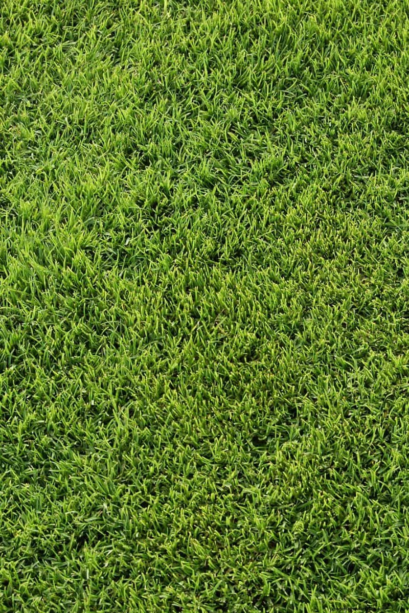 Summer Lawn Seeding: A Guide to Success