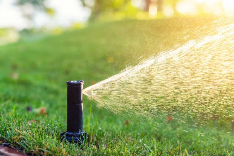 Summer Lawn Seeding: A Guide to Success