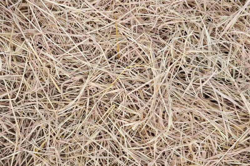 Summer Lawn Seeding: A Guide to Success