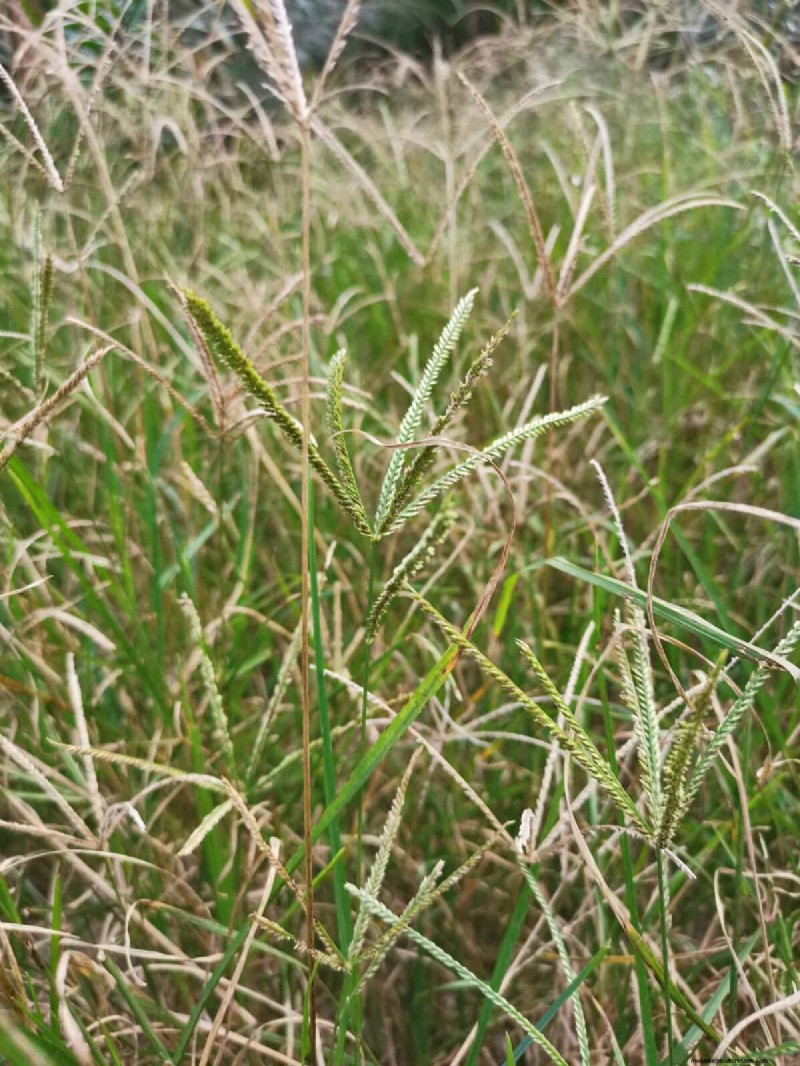 Summer Lawn Seeding: A Guide to Success