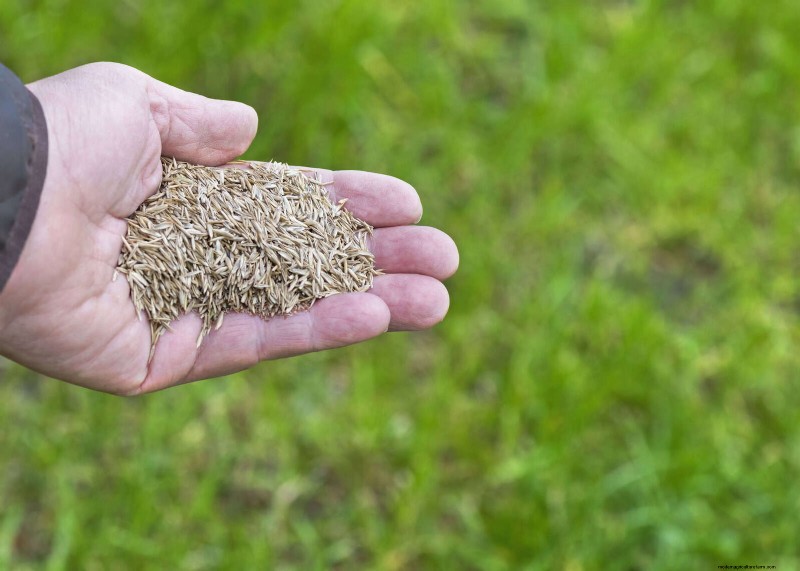 Summer Lawn Seeding: A Guide to Success