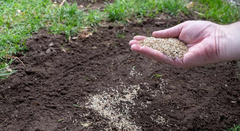 Summer Lawn Seeding: A Guide to Success