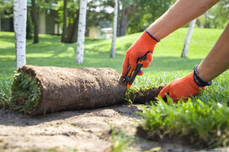 Summer Lawn Seeding: A Guide to Success