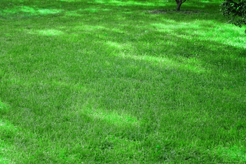 Summer Lawn Seeding: A Guide to Success