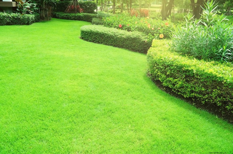 Summer Lawn Seeding: A Guide to Success