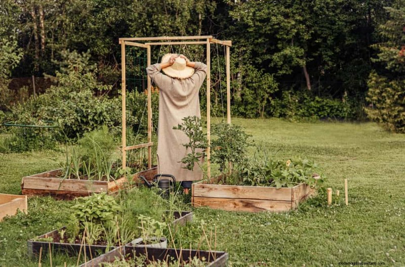 Avoid Common Raised Bed Gardening Mistakes for a Bountiful Harvest